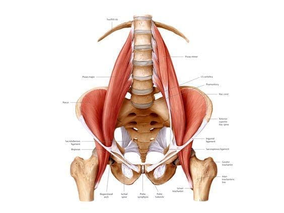 Blog Image 2 - Psoas Muscle