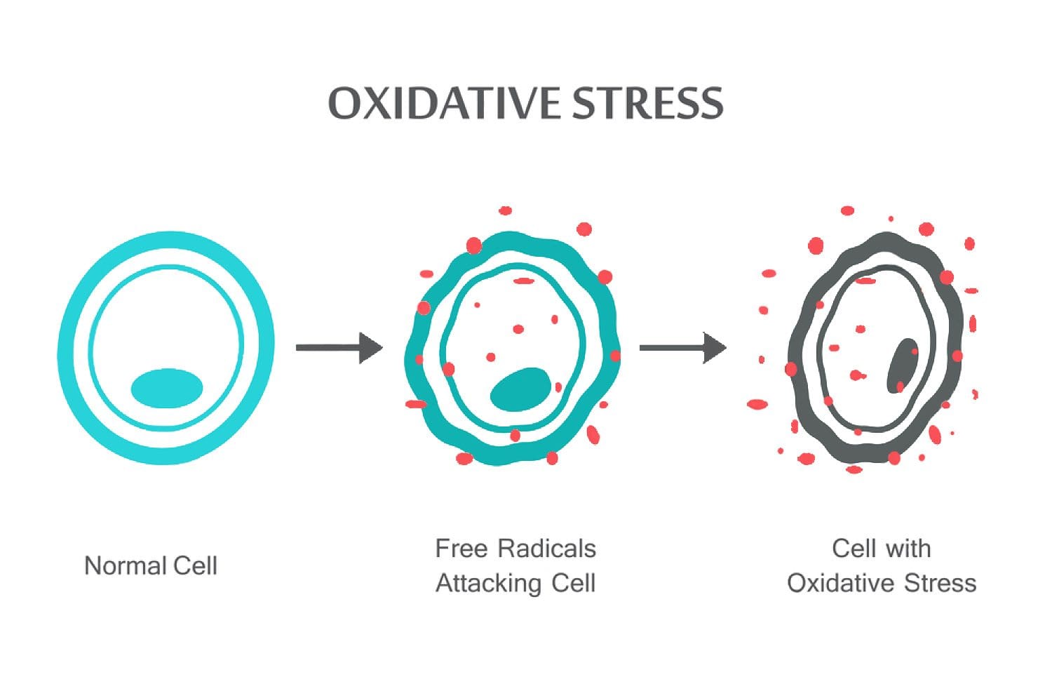 El Paso, TX Oxidative Stress and Antioxidant Defense