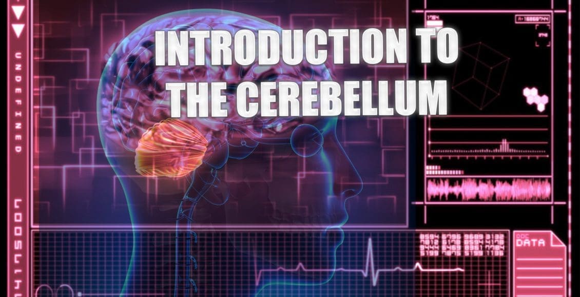 cerebellum el paso tx.