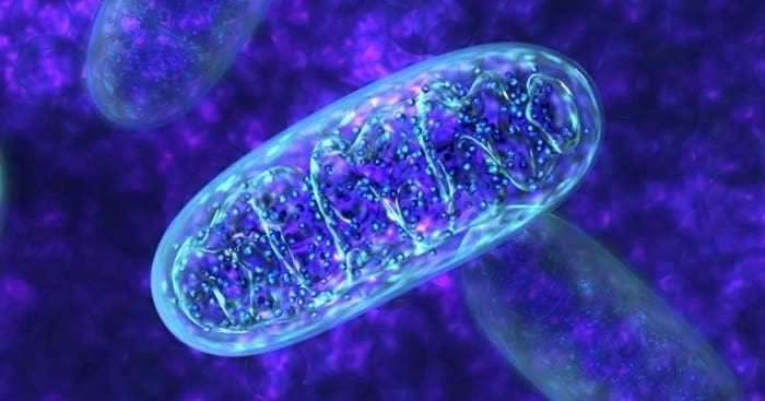 Close up image of mitochondria demonstrating the role of Nrf2.