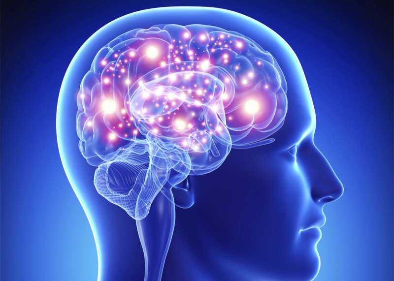 Image of a brain used to demonstrated the effects of Nrf2 on neurodegenerative diseases.