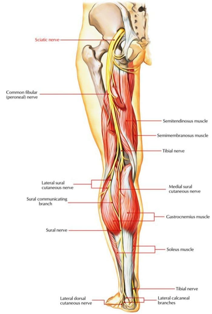 Sciatic Nerve Branches