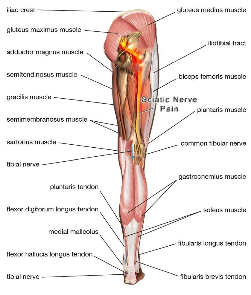 Hamstring Syndrome Relief and Muscle Recovery