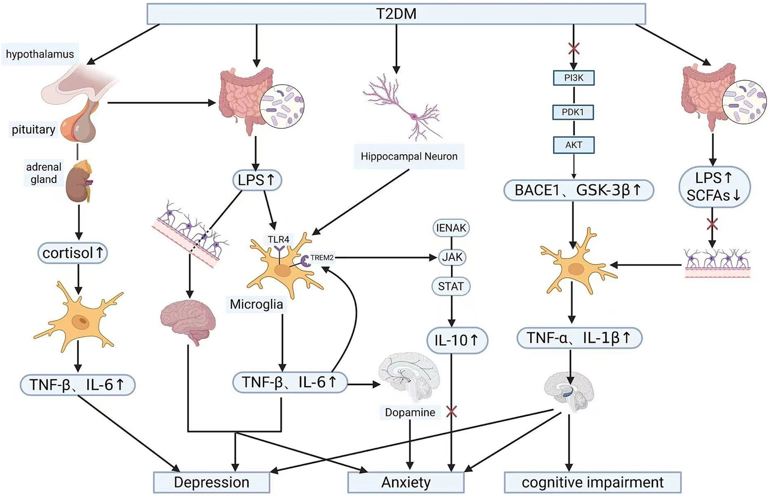 Type 2: Diabetes Metatolic Syndrom