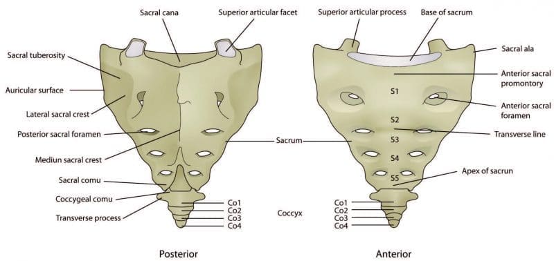 StructureoftheSacrumDiagram ElPasoChiropractor