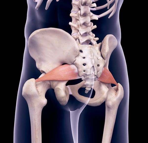 PiriformismusclesDmodelskeleton