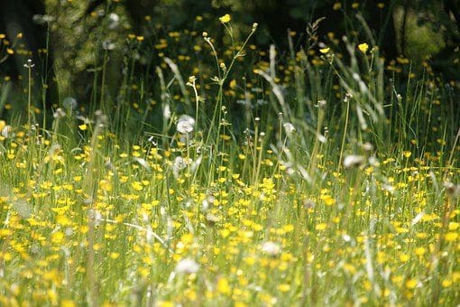 meadow