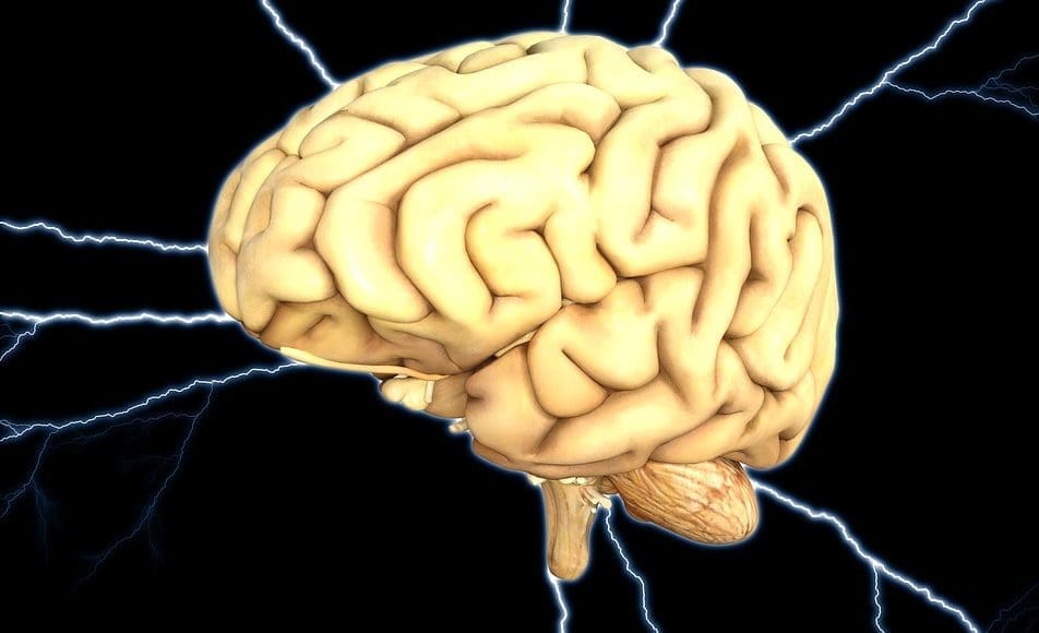 brain