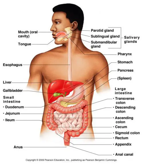 Digestive-System-Anatomy-Diagram-e1514925079624.jpg