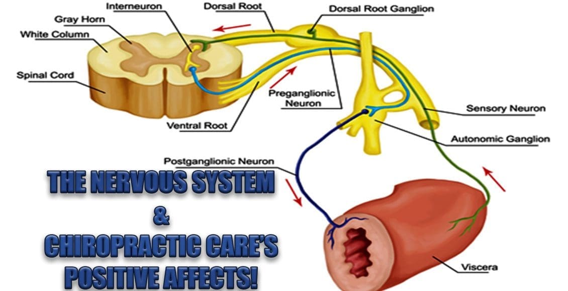 the nervous system and chiropractic el paso tx.