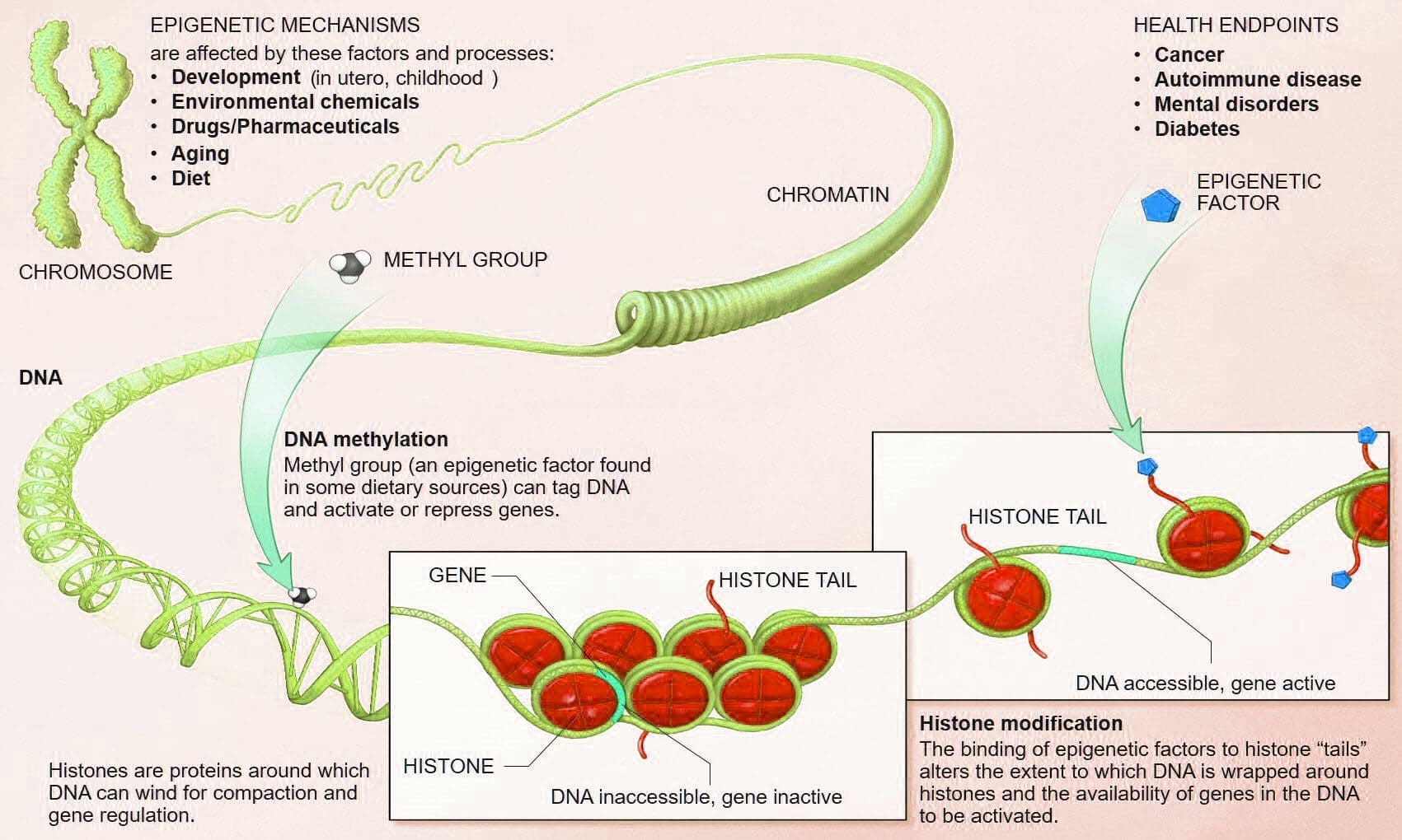 nutritional epigenetics el paso tx.