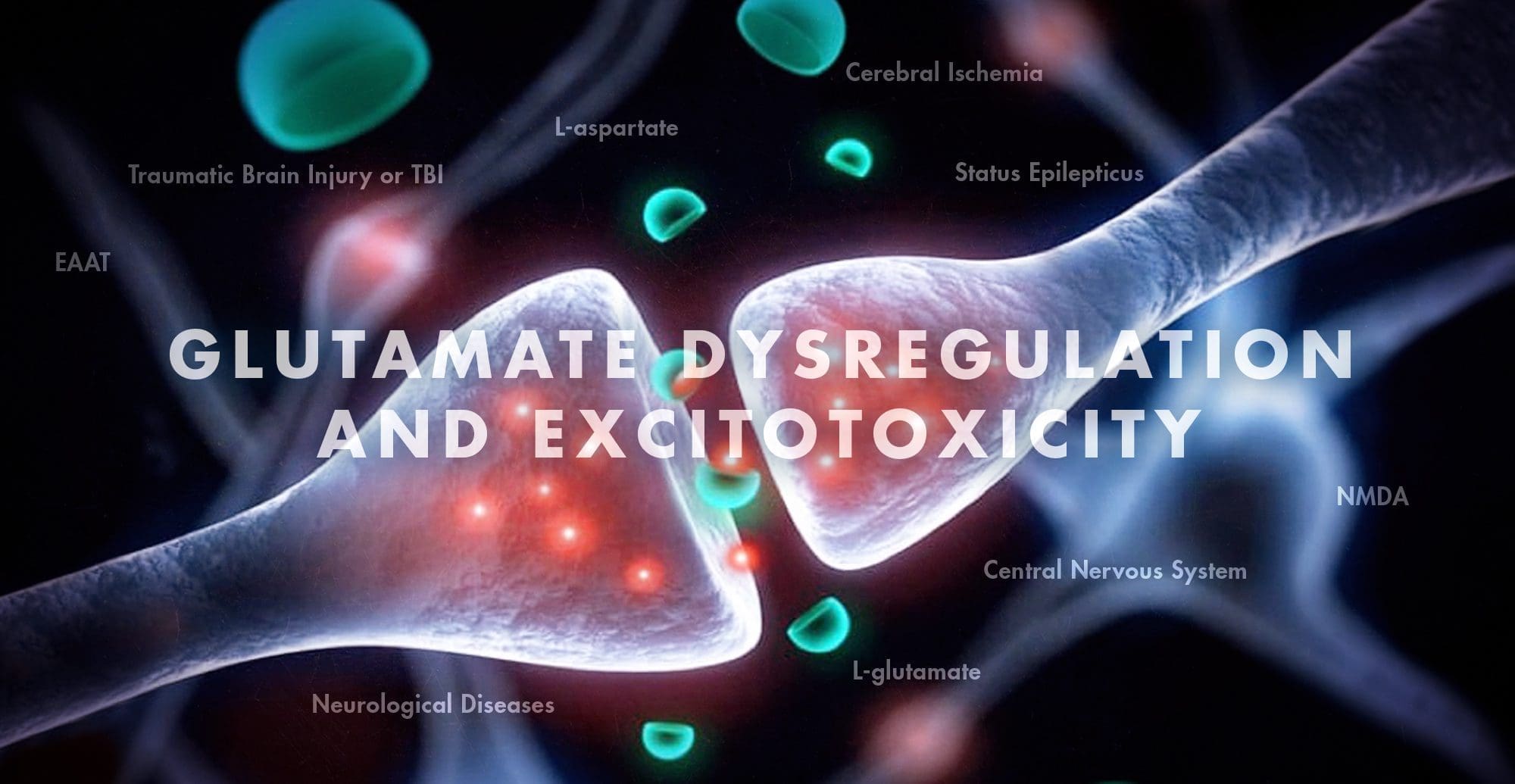 Glutamate Dysregulation and Excitotoxicity | El Paso, TX Chiropractor