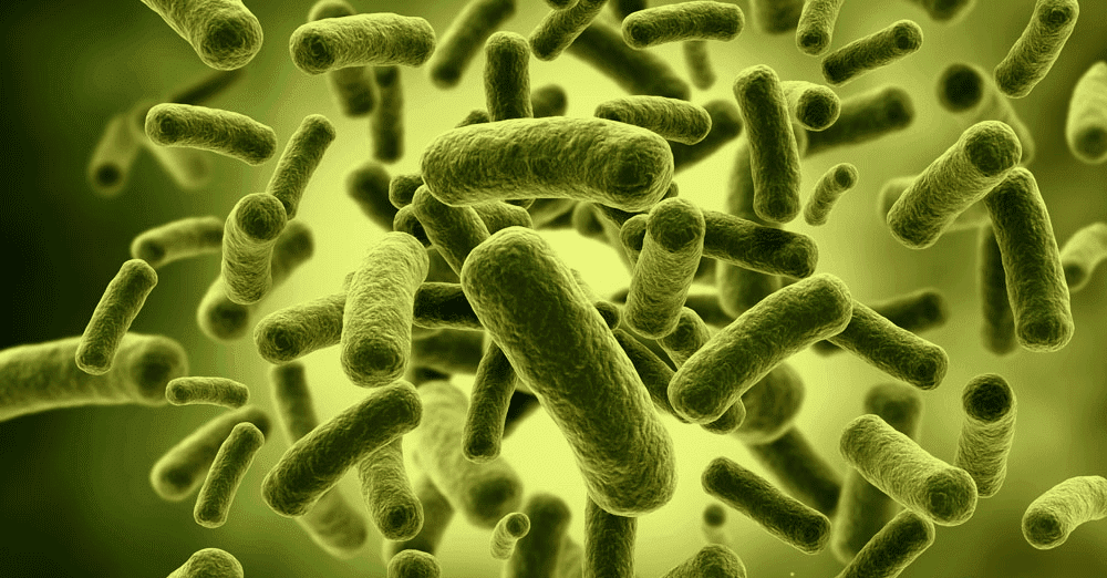 Functional Neurology: Akkermansia Muciniphila for Metabolic Syndrome | El Paso, TX Chiropractor