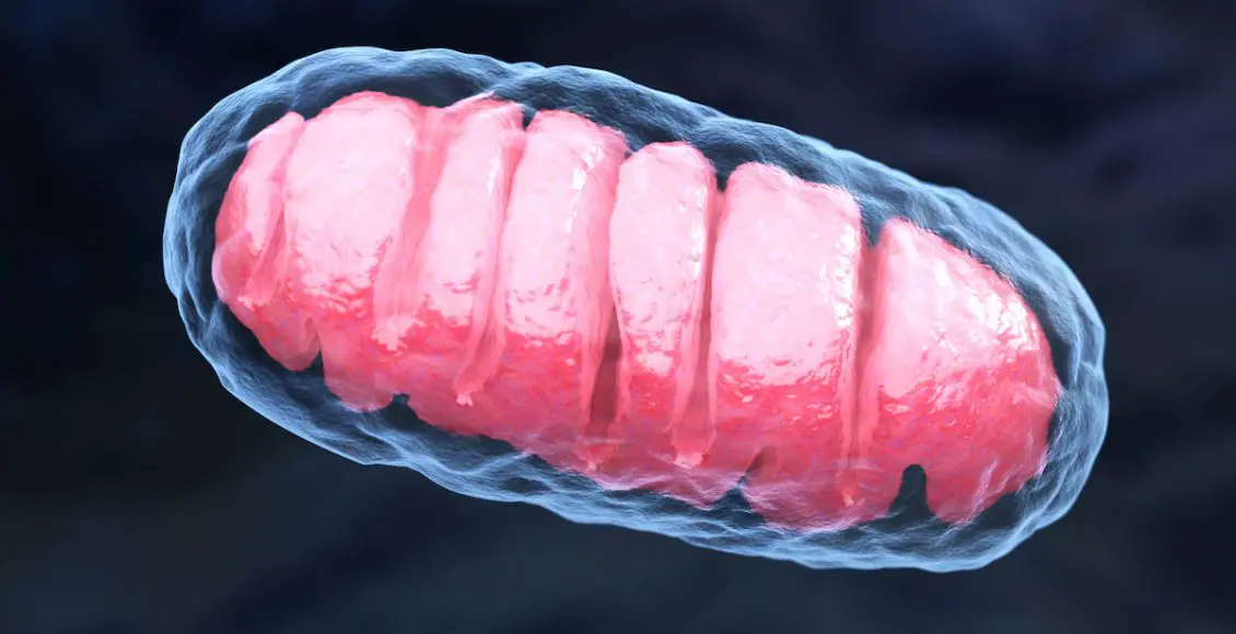 Aging & Longevity: Mitochondrial Genetic Pathways