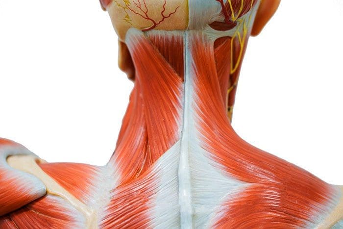 Tension In The Neck, Relief and Motion Restored With Chiropractic