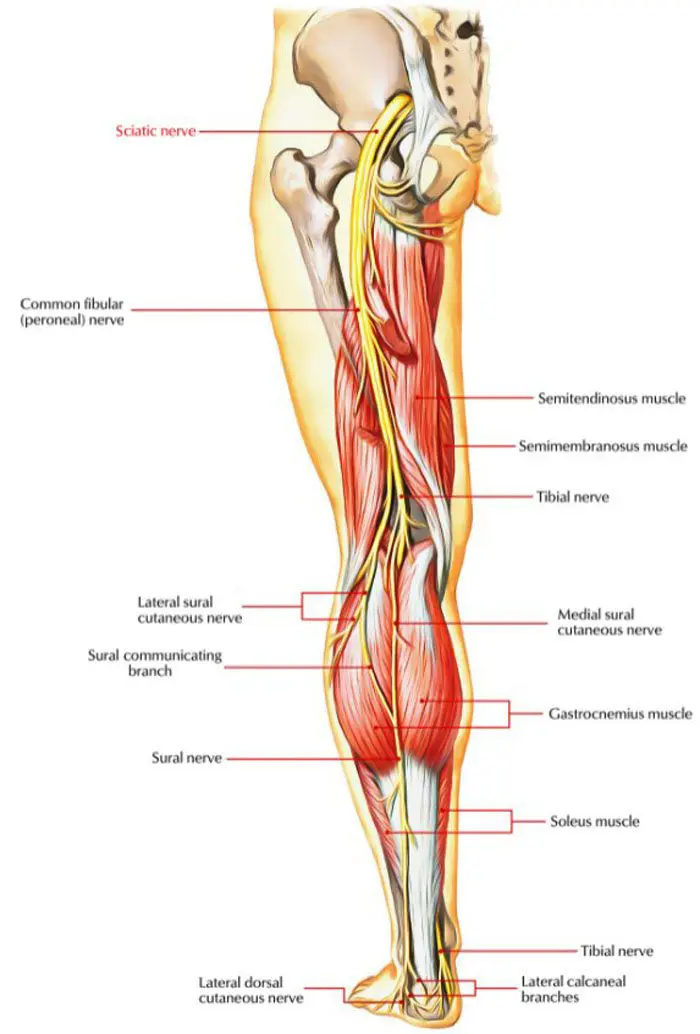 Sciatic Nerve Branches