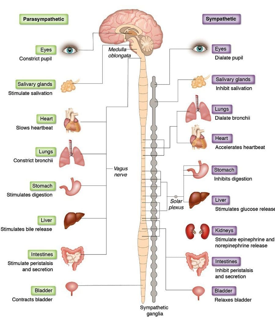 Viscerosomatic Reflex: Distressed Internal Organs Can Cause Back Pain 