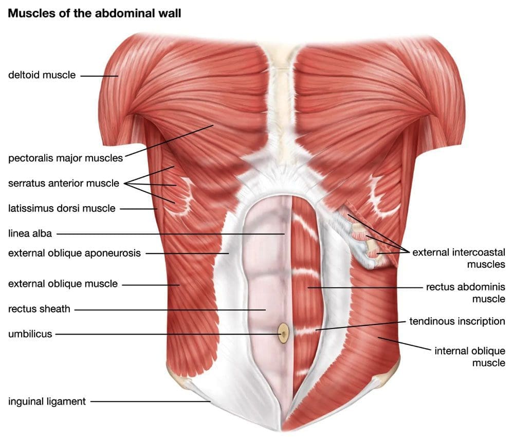 Oblique Muscle Strengthening: El Paso's Chiropractic Team