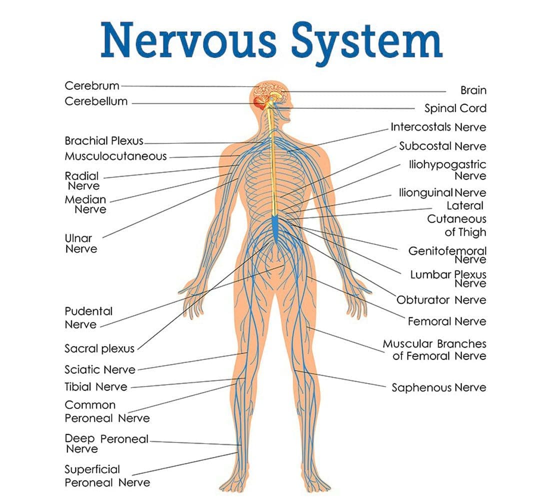 Nerve Irritation: EP's Chiropractic Functional Clinic