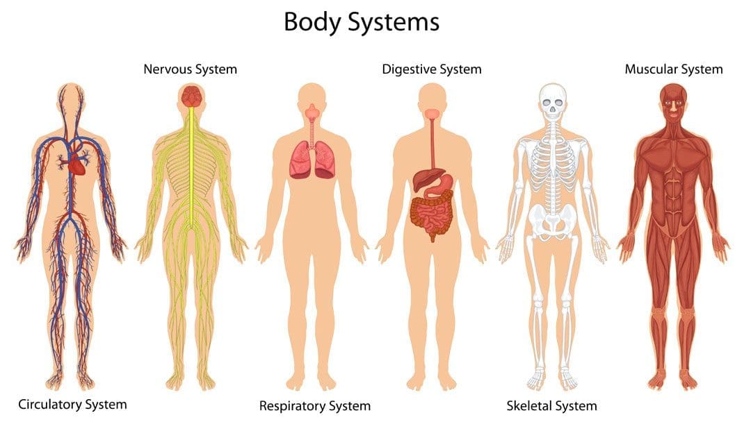 Unlocking the Medicine of the Future: Regenerative Cells