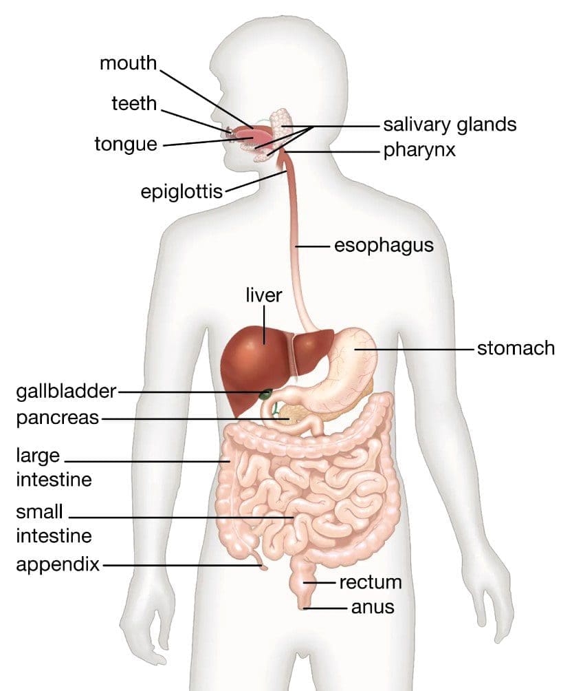 Supportive Digestive Organs: Key Players in Food Digestion