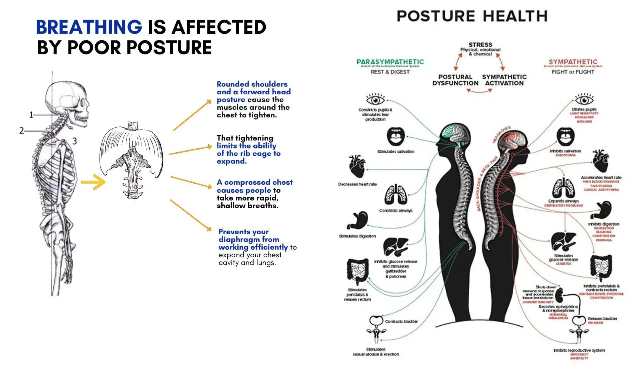 Breathing and Posture: EP's Chiropractic Team