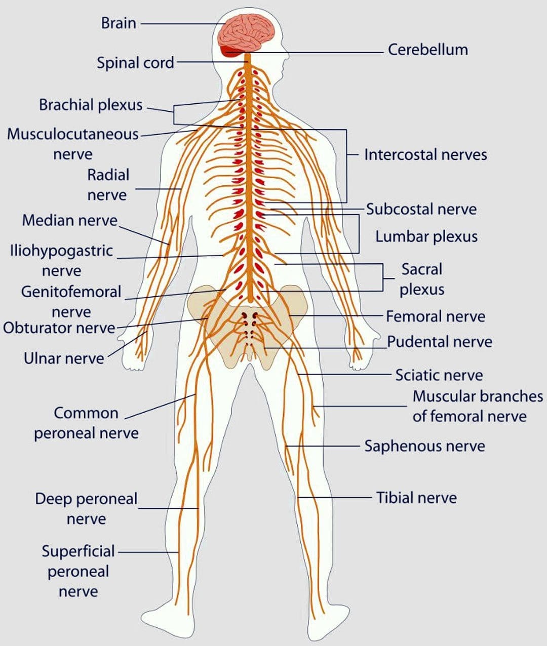 Compression and Irritation: Causes of Paresthesia