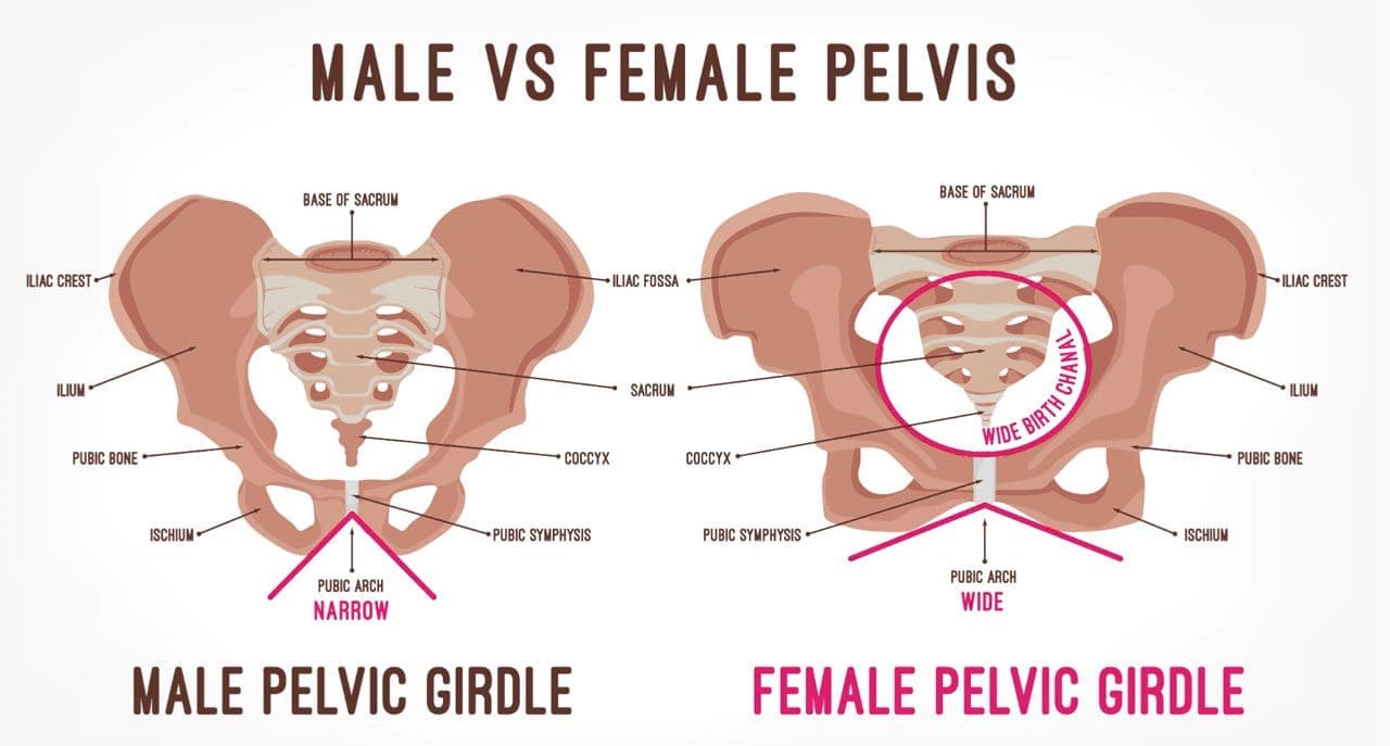 Understanding Lower Back and Pelvic Pain in Women