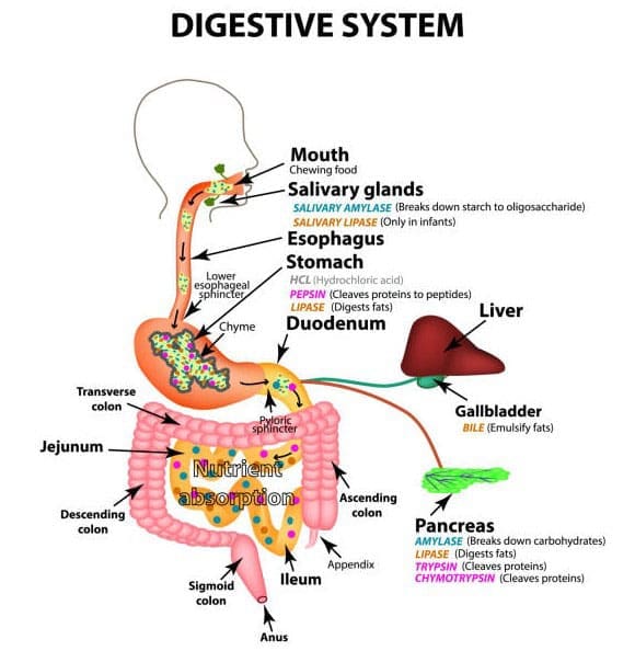 Enzymes: The Catalysts of Biological Reactions