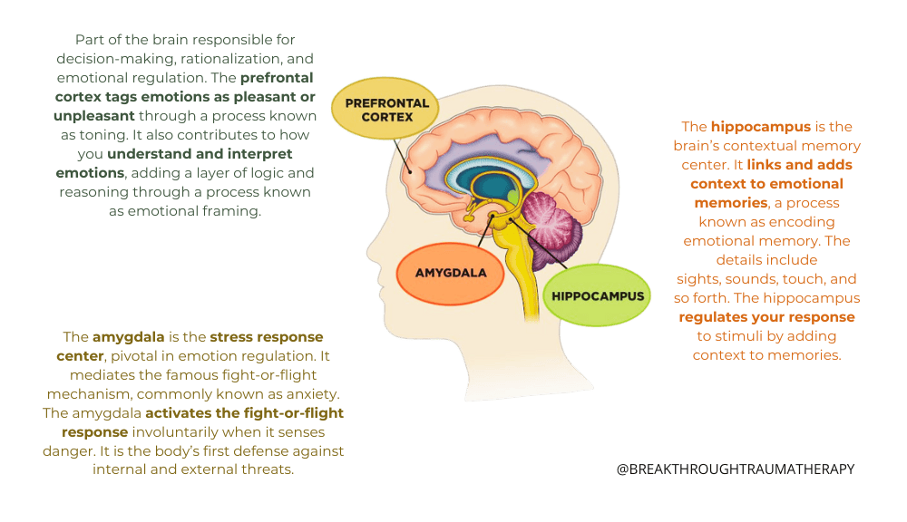 Brain Physiology